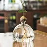 Avocado Samen Starter Vase transparente Glasvase Vase für den Anbau von Pflanzen Glas Samen Anbau