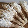 50pcs Preserved Pampas Grass, Fluffy Dried Bunny Tails Decor Flowers Bouquet For Wedding Boho Home Table Decor, Rustic Farmhouse Party Supplies