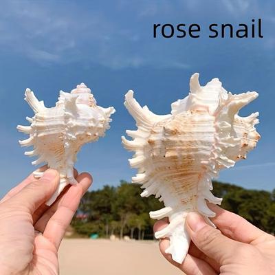 1pc Natural Conch Snail Material, Snail, Fish Tank Landscaping, Aquarium Decoration Ornaments