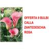 Bulbi Primaverili Offerta 9 Bulbi Calla Zantedeschia Rosa Bulbo Bulbs