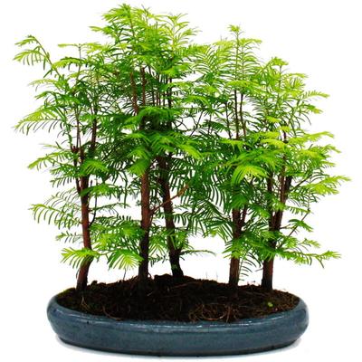 Outdoor-Bonsai Metasequoia glyptostroboides - großer Wald mit 5-7 Pflanzen