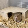 Labyrinthe De Hamster, Cachette Multi-chambres En Bois Pour Hamster, Nid D'activité Pour Hamster