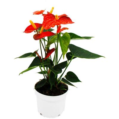 Flamingoblume - Anthurium andreanum - Anthurie - 12cm Topf - 'Orange Champion'