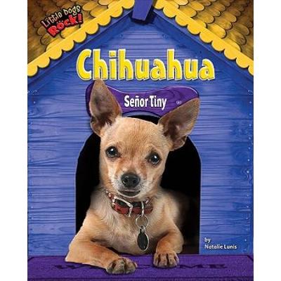 Chihuahua: Senor Tiny