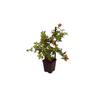 Pianteweb - 40pz Pianta Abelia Grandiflora Bianco