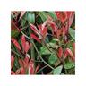 Pianteweb - 40pz Pianta Photinia Red Robin