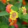 40pz Pianta Lantana Camara Colore: Arancione