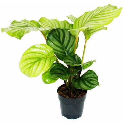 Schattenpflanze im Zebra-Look - Calathea orbifolia - 12cm Topf - ca. 40cm hoch