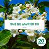 Pepinières Naudet - 20 Laurier Tin (Viburnum Tinus) - Haie de Laurier Tin -