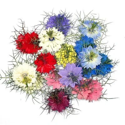 Flowers+Plants