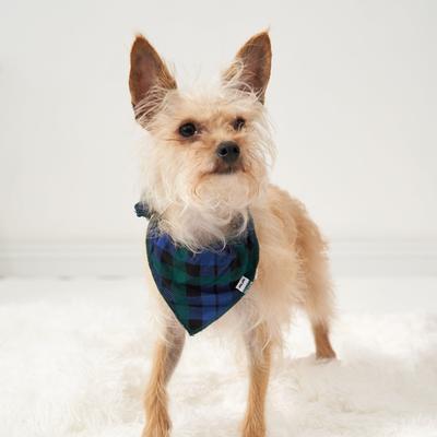 Emerald Plaid Pet Bandana - XS/S