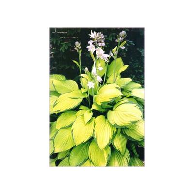 Baumschule Gold - große Pflanze Goldblatt Funkie Hosta Gold Standard goldgelbe Blättern 20cm Topf Image