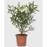 Kentis - Nerium Oleander Bianco - Pianta Vera da Esterno - h 80-100 cm Vaso ø 24 cm