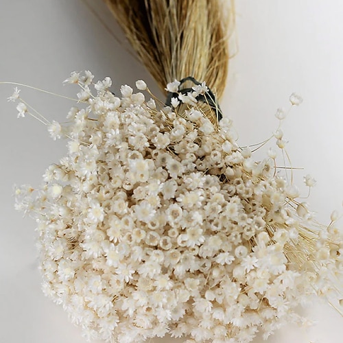 50 Stiele Sternblumenblüte in weiß, Trockenblumen, Hochzeitsdeko, Wohndeko, Trockenblumen, Blumenarrangements, Hochzeitsblumen Image