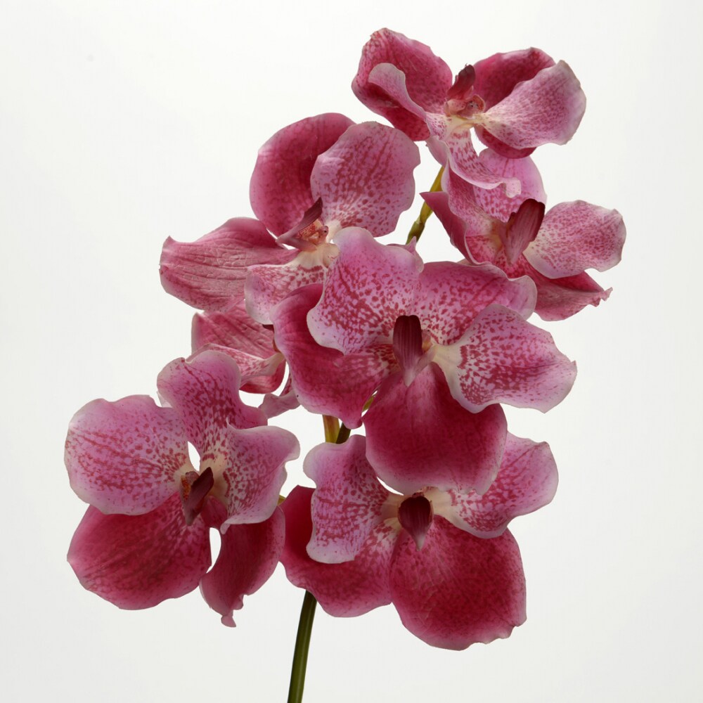 Vanda Rothschildiana Stängel rosa - Anderer Stoff Lou De Castellane 0.01x0.01 cm Image