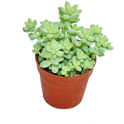 Sedum morganianum burritum - Affenschaukel - 5,5cm Topf