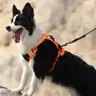 Pet Chest and Back Strap Explosion-proof Chest and Back Tactical Dog Chest and Back Strap Vest