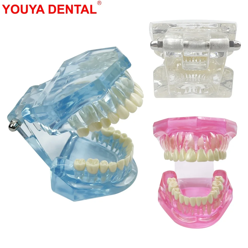 Normale Dental Modell Zähne Dental Lehrmodell Transparent Blau Rosa Zahnmedizin Erwachsene Zähne Modell Für Studieren Bildung Display Image