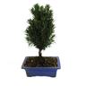 Kentis - Bonsai Tasso Giapponese - Bonsai Taxus Cuspidata - h 30-35 cm Vaso ø 19 cm