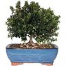 Kentis - Bonsai Mirto - Bonsai Myrtus Communis - h 23-30 cm Vaso ø 21