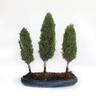 Kentis - Bonsai Cupressus Sempervirens - Boschetto 3 Cipressi - h 40-45 cm Vaso ø 33 cm