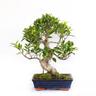 Kentis - Bonsai Ficus Microcarpa - Bonsai Ficus Retusa - h 40-50 cm Vaso ø 25 cm