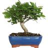 Bonsai Quercus Pubescens - Bonsai Roverella Giapponese - h 25-35 cm Vaso ø 21 cm