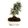 Kentis - Bonsai Olea Oleaster - Bonsai Vero Oleastro - h 30-35 cm Vaso ø 20 cm