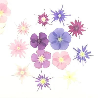 Flowers+Plants