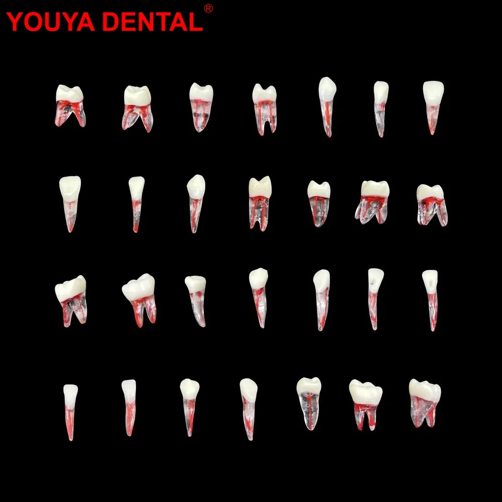 1pc endodon tische Zähne Modell Zahnarzt praxis Wurzelkanal Modell Block Zahnmedizin rct Zellstoff Hohlraum Endo Zähne Training Lehr studie Image