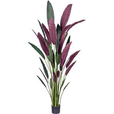 Künstliche Zimmerpflanze CREATIV GREEN "Stromanthe Thalia", grün (grün, rot), H:210cm, Kunstpflanzen, mit grün-rotem Blattwerk Image