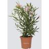 Kentis - Nerium Oleander Rosa - Piante Vere da Esterno - h 40-50 cm Vaso da Coltura ø 18 cm