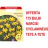 Peragashop - offerta 175 bulbi narciso cyclamineus tete a tete bulbs bulbes