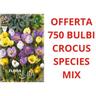 Peragashop - offerta 750 bulbi crocus species mix di colori bulbs bulbes