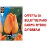 Bulbi autunnali offerta 70 bulbi tulipano darwin hybrid daydream bulbi bulbs