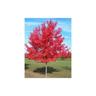 Acero Rosso 'Acer rubrum' Acero Scarlatto in vaso 24 cm h 2 metri