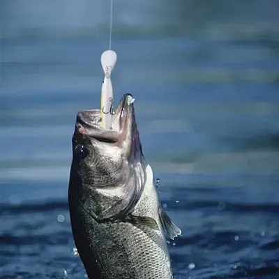 Fishing+Gear