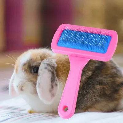 Pet Needle Comb Portable Hairs Grooming And Care Cat Brushes Guinea Pig Rabbit Supplies Dog Hair