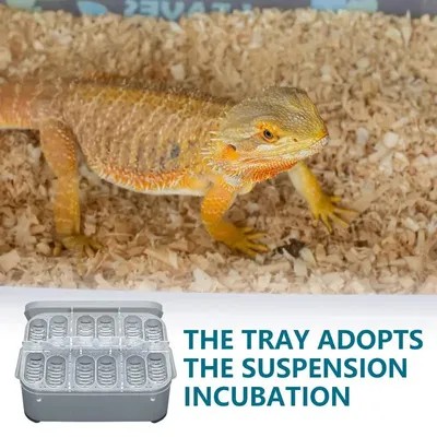 12 Grids Hatch Box Snake Lizard Reptile Egg Tray Boxes Hatching Eggs Device Climbing Pet Tortoise