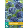 15 Alliums Caeruleum. . Marque : JUB Réf. : 308400