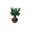 Ficus ginseng bonsai