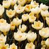 JUB - 15 Bulbes Crocus Cream Beauty