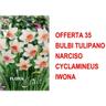 Bulbi autunnali offerta 35 bulbi narciso cyclamineus iwona bulbi bulbs