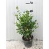 Vivaio Garden Forest - 50 piante Bosso Buxus sempervirens vaso 14cm h 40cm foto reali