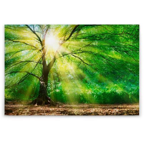 Tadessi - Leinwandbild Bäume Wald 60 x 90 cm - Wandbild Grün Braun - Keilrahmen Natur