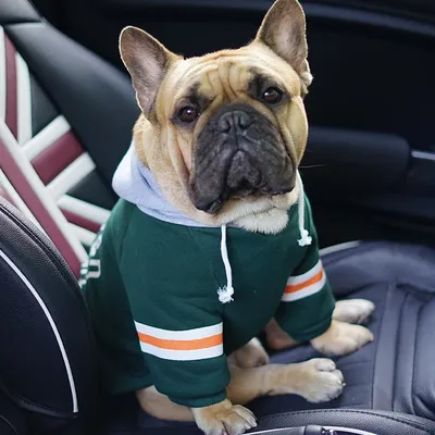 [MPK Hund Tragen] Grandy Hoodies für Kleine Hunde, Nette Französisch Bulldog Mit Kapuze Sweatshirt,