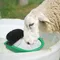 Animal Waterer Bowl For Goat Animal Sheep Automatic Drinking Water Feeder Bowl Pet Supplies