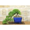 Bonsai di Ginepro Procumbens (17)