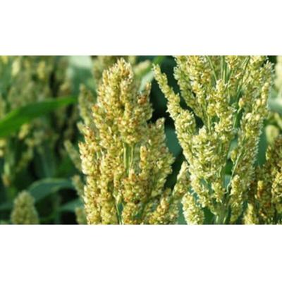 Sudangras Bovital 25 kg Hirsegras Sorghum Futterpflanze Massebildung Biogas Image