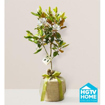 1-800-Flowers Plant Delivery Magnolia Tree Large Plant